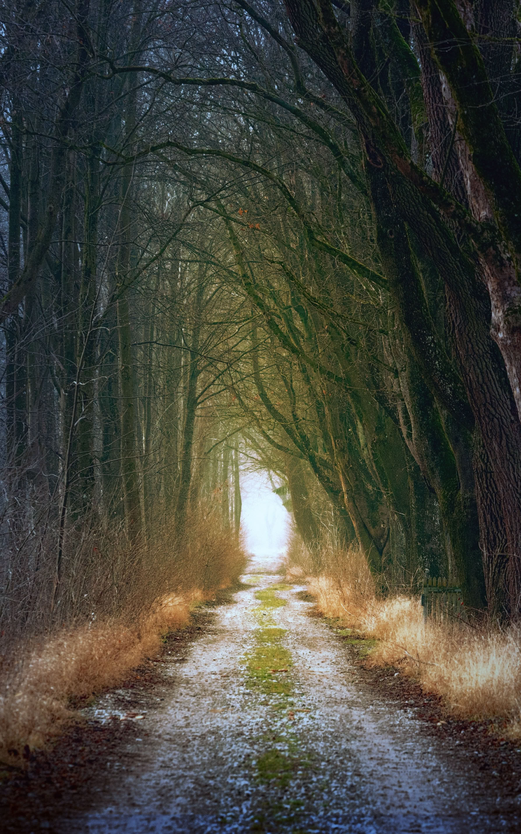 Kostenloses Stock Foto zu alchimie, arkan, ätherisch